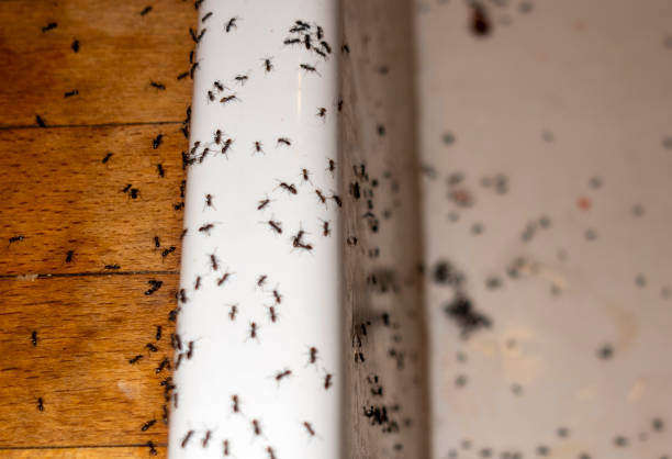Best Pest Inspection Near Me  in Diand, MO
