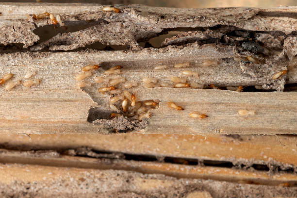Best Mosquito Control Services  in Diand, MO